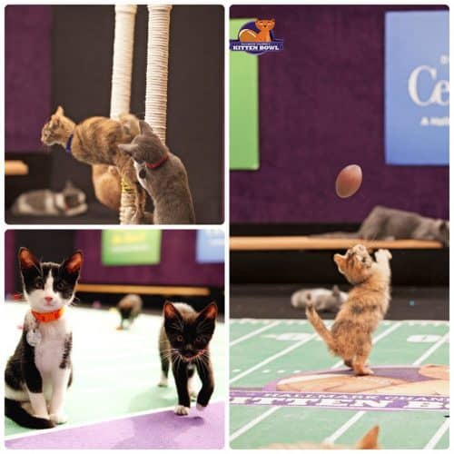 Kitten Bowl 2014