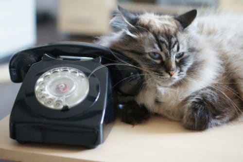 cat with phone, important phone numbers for cat owners