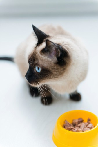 cat with hyperthyroidism eating low-iodine cat food