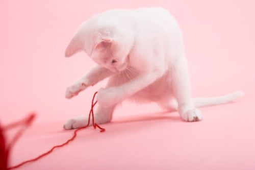 cat with yarn