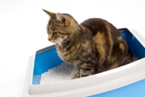 Cat in Litter Box