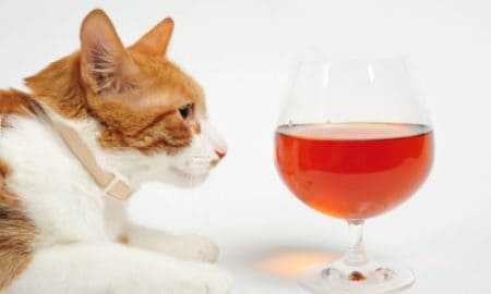 Alkohol Katze