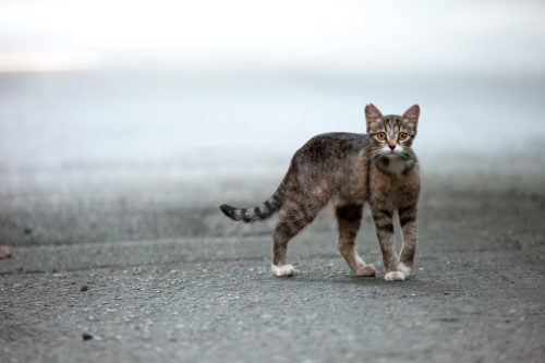 feral cat