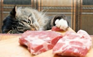 Why I Feed Raw To My Cats