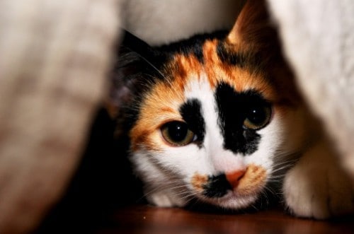 cat hiding, how to tell if your cat is in pain