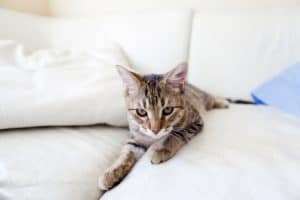 Why Do Cats Scratch? How Can I Keep My Cat From Scratching the Furniture?