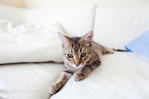 young tabby cat laying on couch and how do i stop the cat from scratching