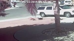 Hero Cat Saves Boy from Attack