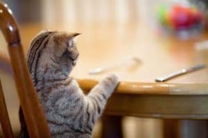 Feed the Kitty. The Right Way.
