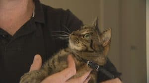 Tilly the Tabby Saves the Day!
