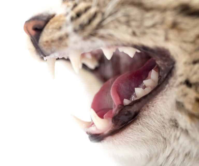 The Importance of Dental Care in Cats
