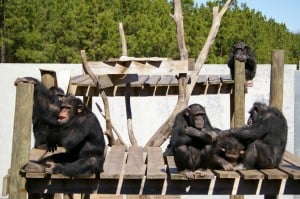Alison's current project is running a crowdfunding campaign to raise $50,000 for the chimpanzees at Chimp Haven.