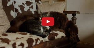 Special Stray is Seeing Eye Cat to Blind Dog