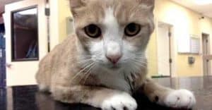 Cat Gets Lifesaving Blood Transfusion….from a Dog!