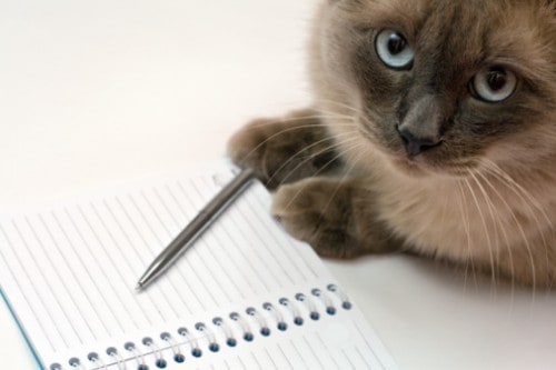 catnotebook