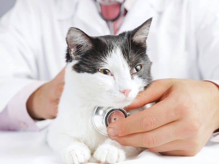 Upper Respiratory Infections in Cats