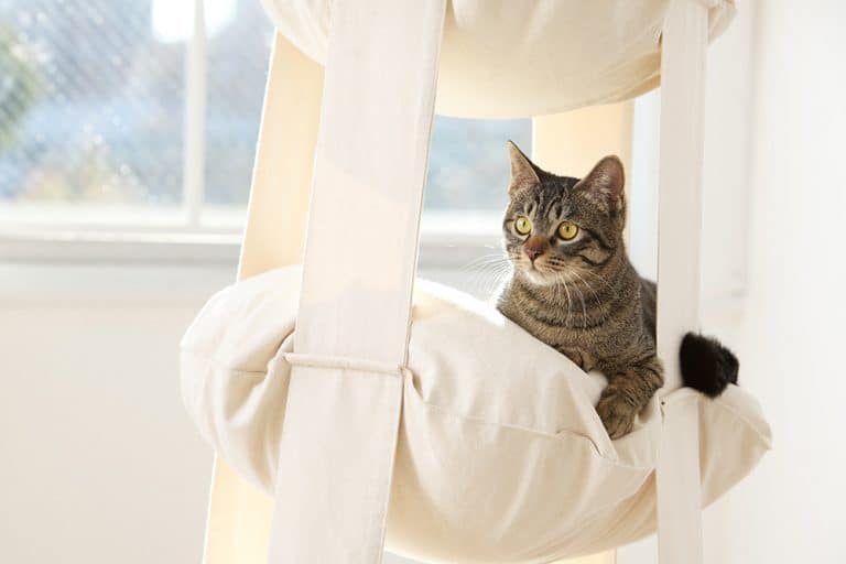 Cat’s Trapeze: The Perfect Place to Play & Rest!
