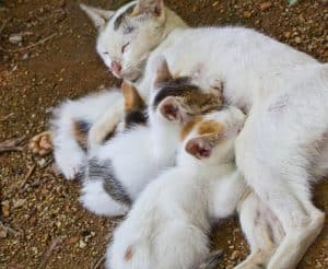 stray-kittens