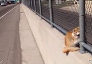 Freeway Cat’s Heroic Roadside Rescue