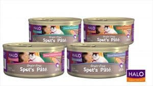 VIDEO: Why Halo is Good for Diabetic Cats with Dr. Donna Spector