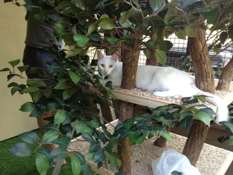 ME-WOW! Guiness World Records Names the Tallest Cat Scratching Tree
