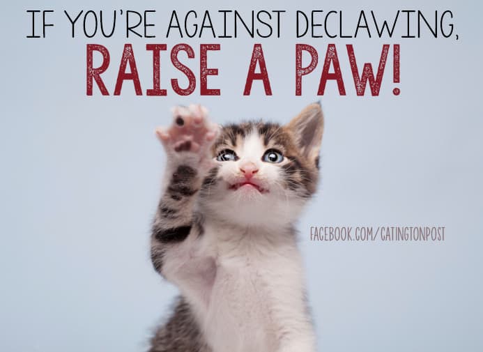 declaw raise a paw