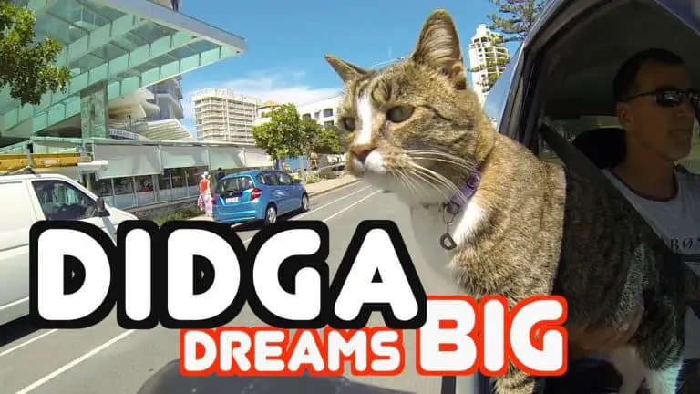 Meet Didga: The World’s Smartest Cat!