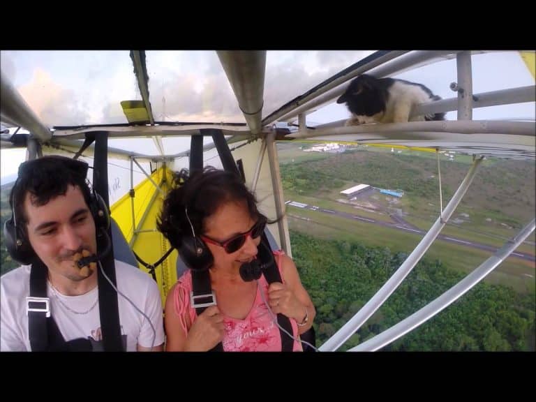 Sky-High Adventure: Cat Clings to Wing of Plane in Flight