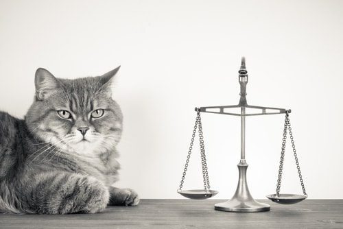 image of cat next to scales of justice, animal legal defense fund phone number