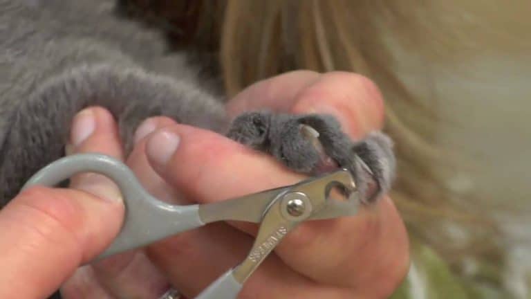 VIDEO: How to Trim Your Cat’s Nails