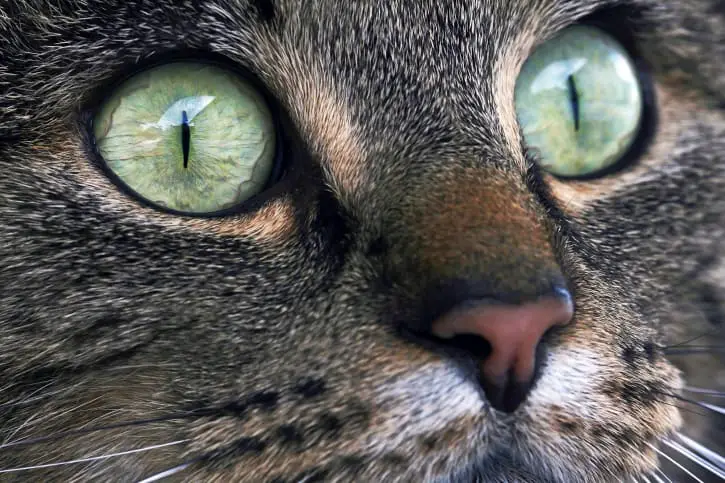 kočky oči