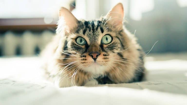 How to Teach Your Cat to Come When Called