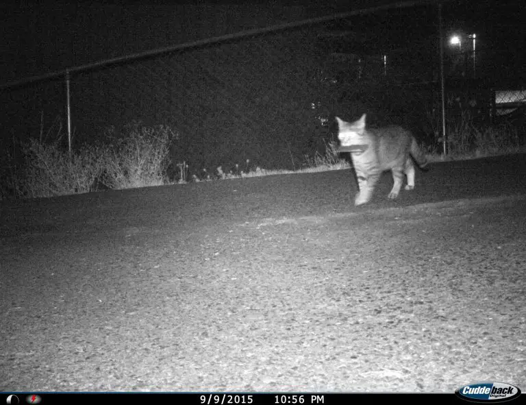 Oregon Cat Steals for His Police Sergeant Owner