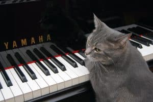 Do You Know These 4 Unforgettable Felines?
