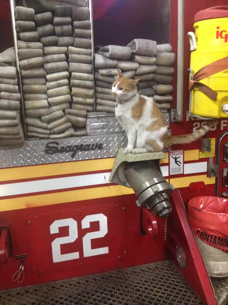 Firehouse Cat 1