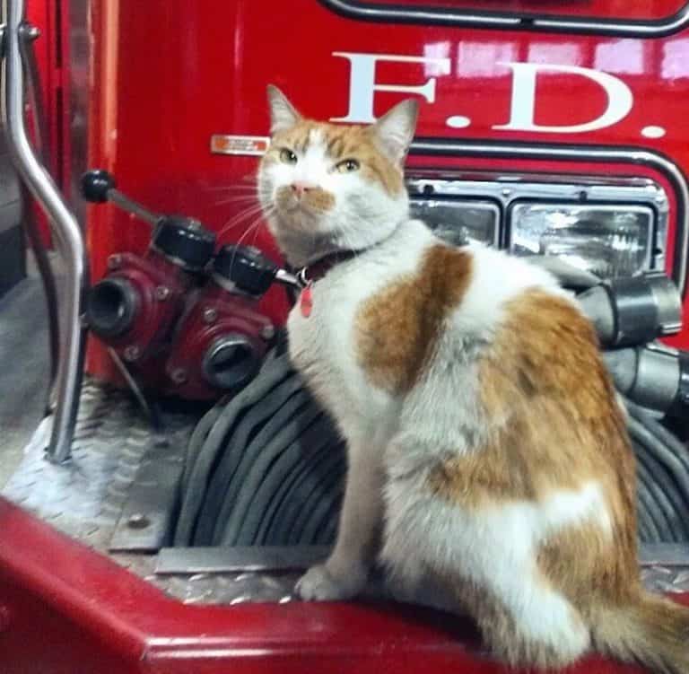 Meet Carlow The Firehouse Cat (…and other Cats with Jobs!)