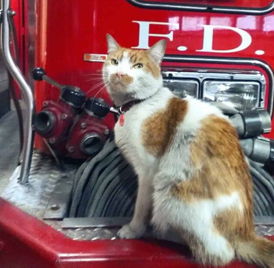 Firehouse Cat 2