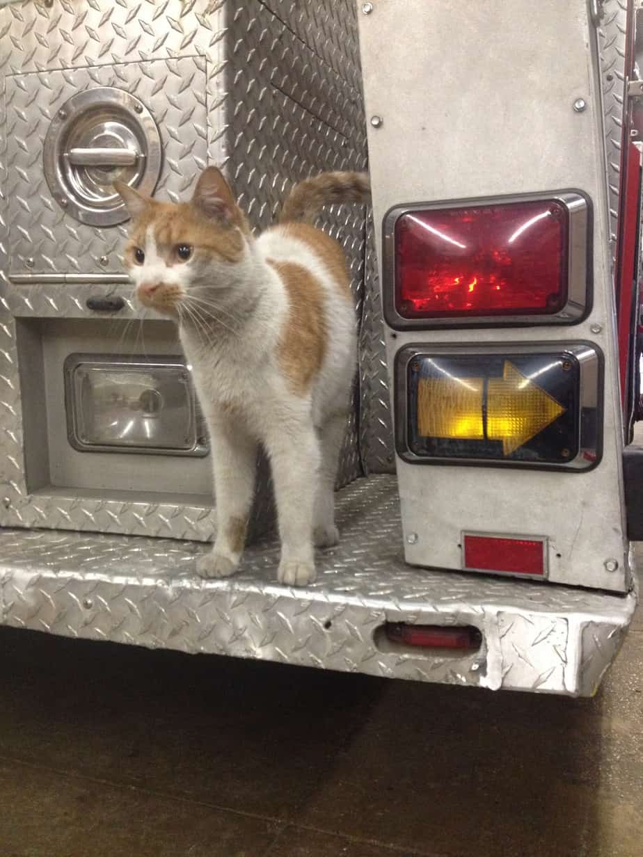 Firehouse Cat 3