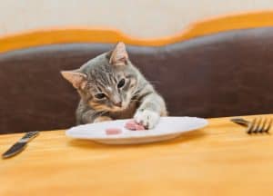 Cooking for Two – Your Cat & You!