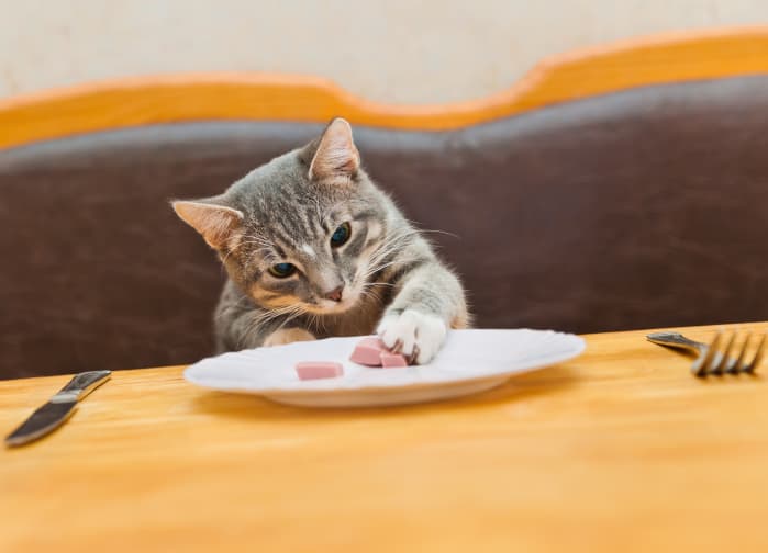 young cat eating food from kitchen plate
