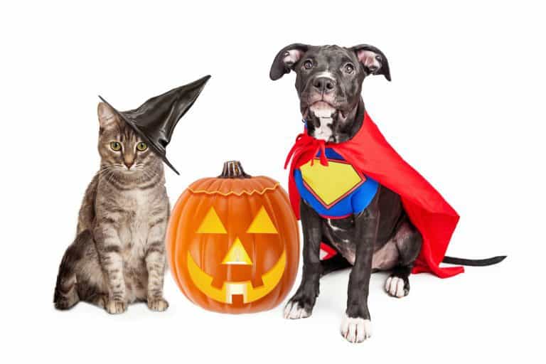Infographic: Halloween Fun and Foe For Cats & Dogs