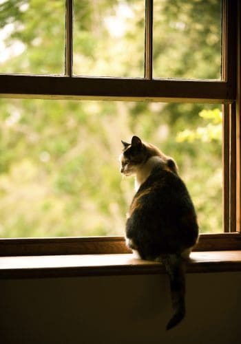 cat in a window