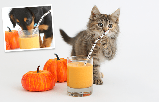 pumpkin-smoothies