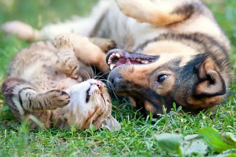 Can Cats & Dogs Live Together Harmoniously? Yes! Here’s How