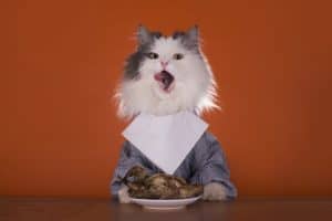 Feline Friendly Thanksgiving Recipes!