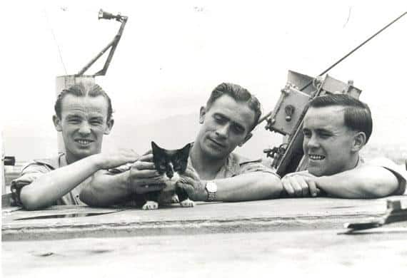 war-cats-seacat-simon