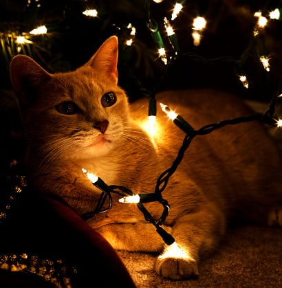 cat christmas