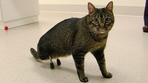 VIDEO: Vincent, the Cat With Very Rare Prosthetic Legs!