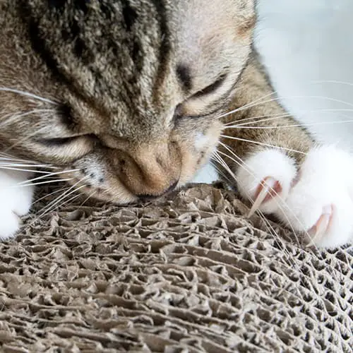 cat scratching biting and clawing at corrugated scratching post