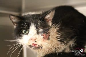 Remember the Zombie Cat? Wait til You See Him Now!
